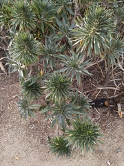 Echium candicans