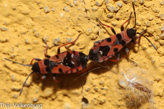 Horvathiolus guttatus
