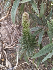 Echium candicans