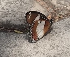 Hypolimnas misippus