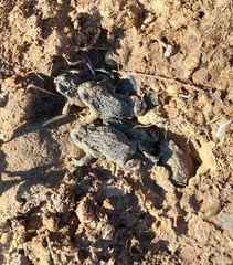 Rhinella dorbignyi