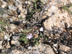 Chaenorhinum macropodum