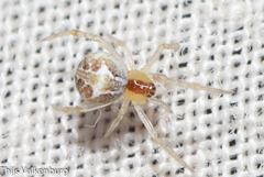 Simitidion simile