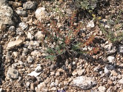 Thymelaea pubescens