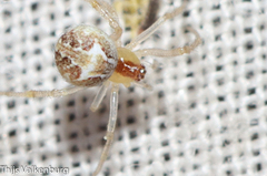 Simitidion simile