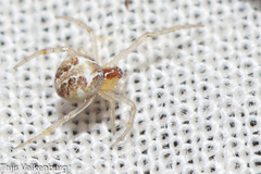 Simitidion simile