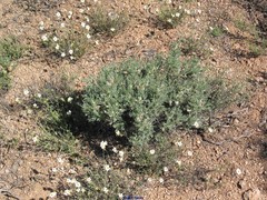 Astragalus clusianus