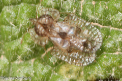 Hyalochiton colpochilus