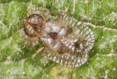 Hyalochiton colpochilus