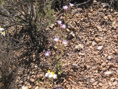 Chaenorhinum macropodum