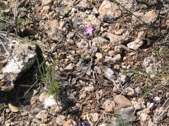 Silene psammitis