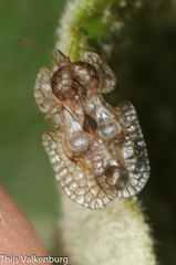 Hyalochiton colpochilus