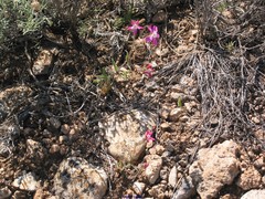 Silene psammitis