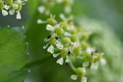 Diptera