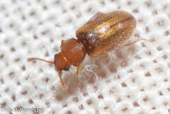 Cryptophagus acutangulus