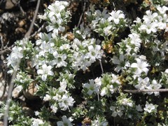 Arenaria arcuatociliata