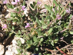 Polygala rupestris