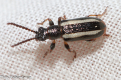 Crioceris macilenta
