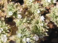 Arenaria arcuatociliata
