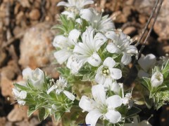Arenaria arcuatociliata
