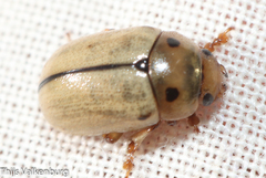 Gonioctena aegrota