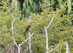 Sporophila luctuosa