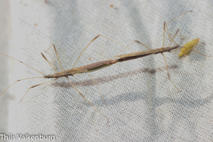 Neides aduncus