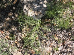 Thesium divaricatum