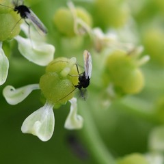 Diptera