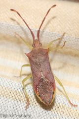 Plinachtus imitator