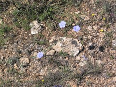 Matthiola fruticulosa