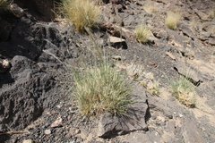 Stipagrostis ciliata