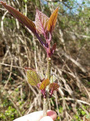 Clerodendrum bungei
