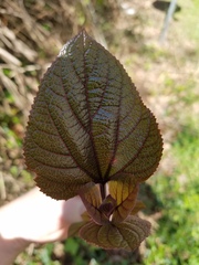 Clerodendrum bungei