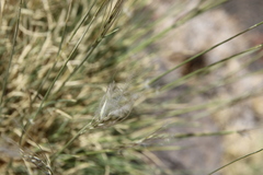 Stipagrostis ciliata