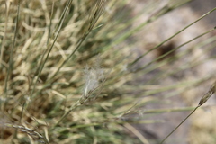 Stipagrostis ciliata