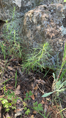 Asclepias fascicularis