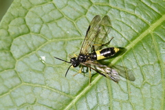 Tenthredo temula