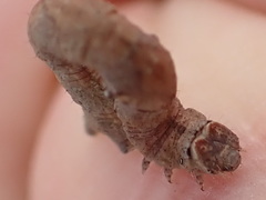 Peribatodes umbraria