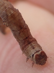 Peribatodes umbraria