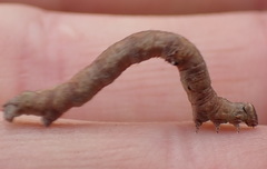 Peribatodes umbraria