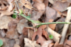 Neolasioptera nodulosa