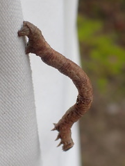 Peribatodes umbraria