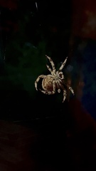 Araneus pallidus