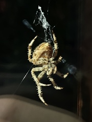 Araneus pallidus