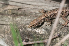 Podarcis muralis