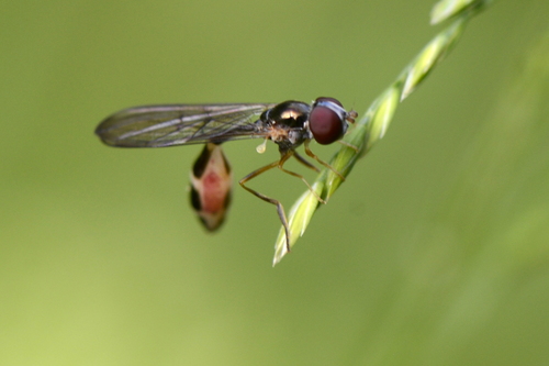 Common Dainty