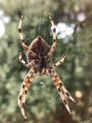 Araneus pallidus