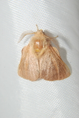 Malacosoma disstria
