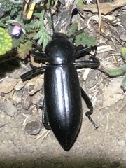 Eleodes longicollis